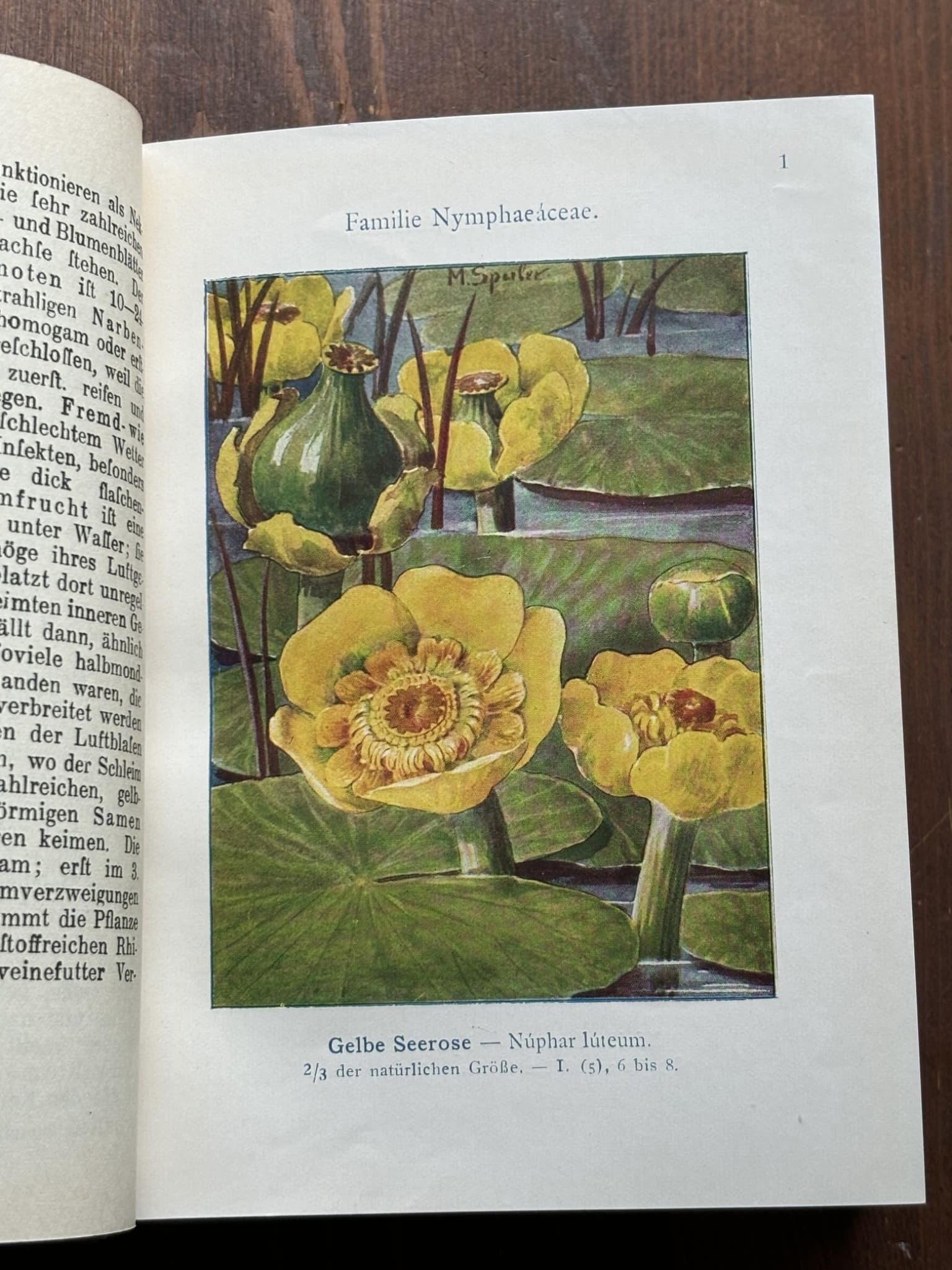 Amazon.co.jp: ドイツの古い植物図鑑(PFLANZEN IN GARTEN UND