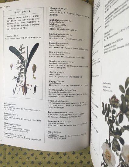 ヴィジュアル版 植物ラテン語事典 - BOTANICAL BOOKSHOP◯KUSAFUNE ANTHOSGO