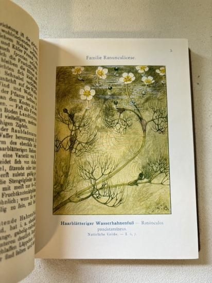 Amazon.co.jp: ドイツの古い植物図鑑(PFLANZEN IN GARTEN UND