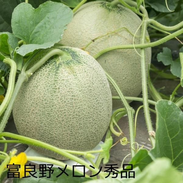 ̵ۡ(1.6kg5̡<img class='new_mark_img2' src='https://img.shop-pro.jp/img/new/icons2.gif' style='border:none;display:inline;margin:0px;padding:0px;width:auto;' />