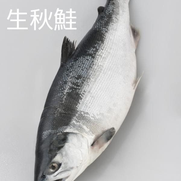 ̵   ᥹1ܡ3kg3,5kgڻꡡڿȥåȲġ<img class='new_mark_img2' src='https://img.shop-pro.jp/img/new/icons12.gif' style='border:none;display:inline;margin:0px;padding:0px;width:auto;' />