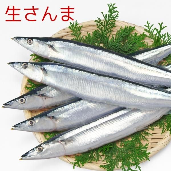̵̳ۡƻ2kg12˴¢ȯƱԲ/ ؤ˾ξϡդ<img class='new_mark_img2' src='https://img.shop-pro.jp/img/new/icons1.gif' style='border:none;display:inline;margin:0px;padding:0px;width:auto;' />