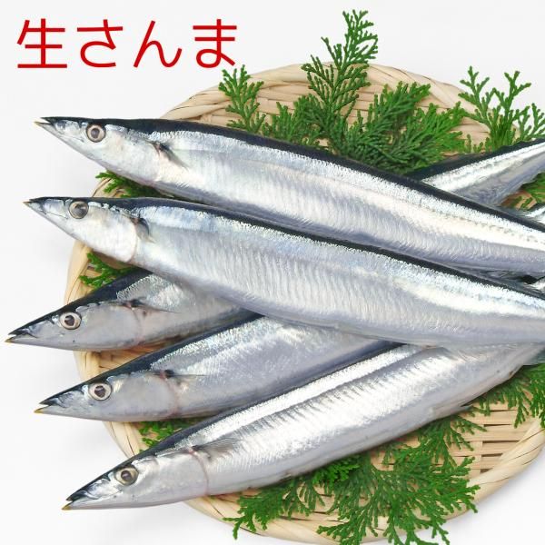 ̵̳ۡƻ2kg11˴¢ȯƱԲ/ ؤ˾ξϡդ<img class='new_mark_img2' src='https://img.shop-pro.jp/img/new/icons1.gif' style='border:none;display:inline;margin:0px;padding:0px;width:auto;' />