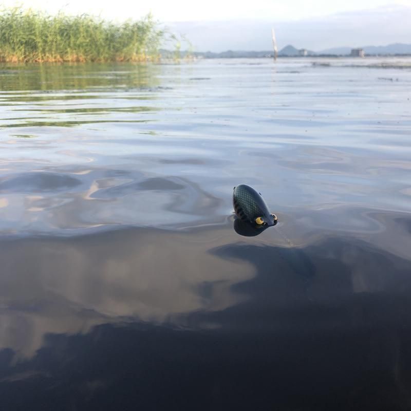 ライフベイト　ニンナ　ガウラクラフト　5個まとめ売り ガウラクラフト×アカシブランド チニータ№5 panic - lureshopsawa