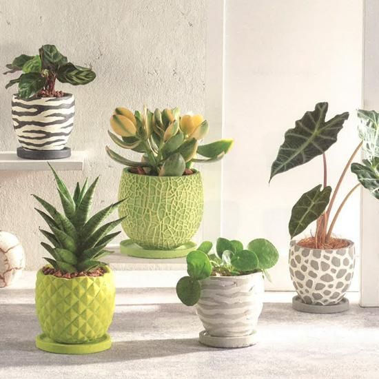 セメント植木鉢 - 鉢bee 植木鉢と雑貨小物店 オンラインショップ セメント植木鉢 - 鉢bee 植木鉢と雑貨小物店 オンラインショップ