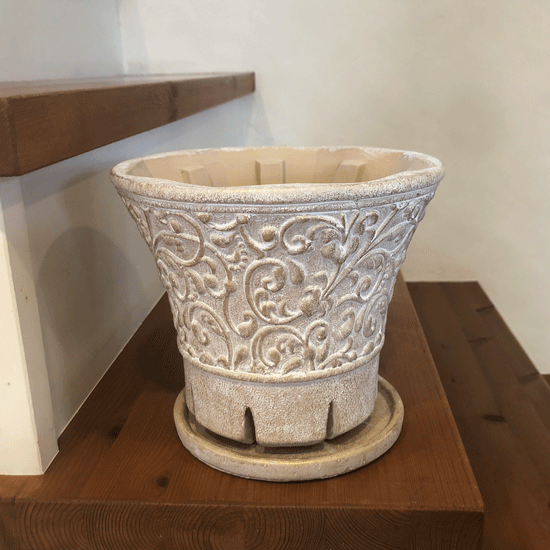 Amazon.co.jp: PLANCHU 観葉植物 ヒメモンステラ 5号鉢 受け皿