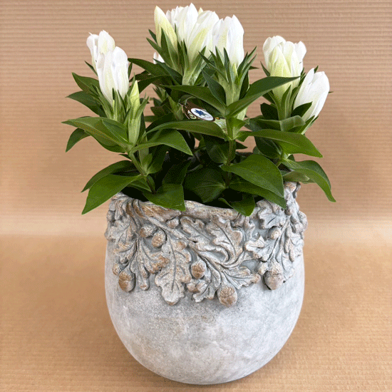 <img class='new_mark_img1' src='https://img.shop-pro.jp/img/new/icons14.gif' style='border:none;display:inline;margin:0px;padding:0px;width:auto;' />󥿥ʥåĥ١åLLC061ɤ󤰤Υåʿȭߡäƥꥢտʪȭɤ󤰤ꡡڤμ¡ʥåġ