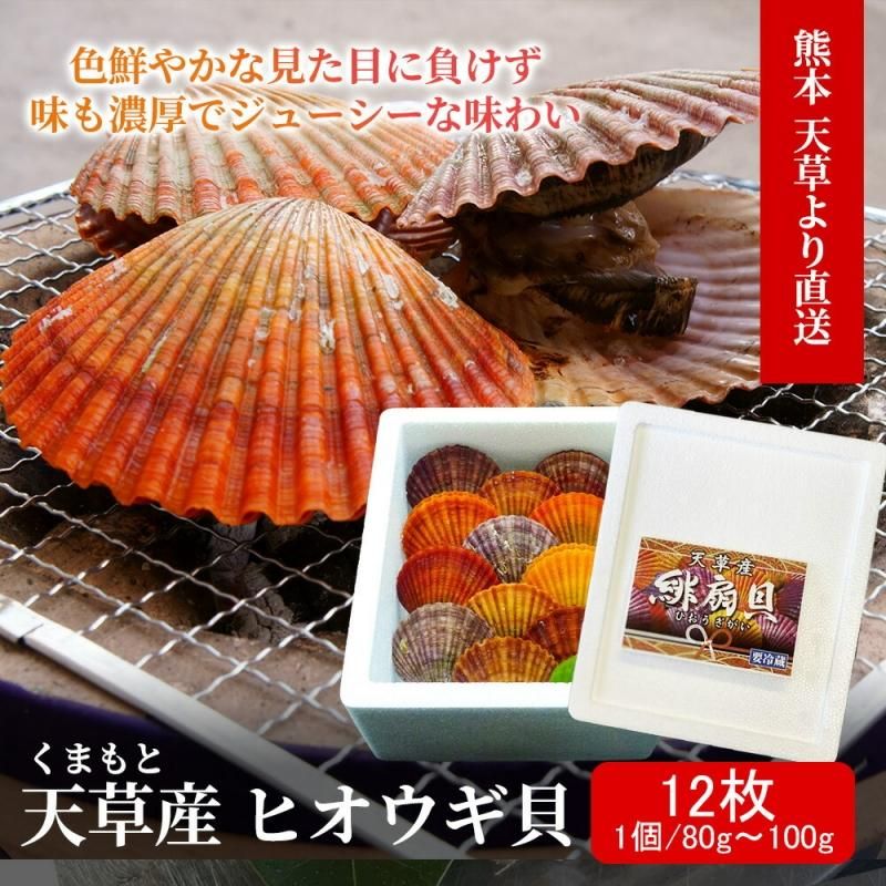 【U421】京紅　舞妓　貝殻　貝合わせ　南天？ ひおうぎ貝 熊本天草産 【12枚入り】