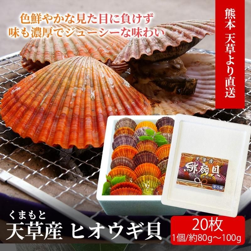 ひおうぎ貝.105ミリ ひおうぎ貝.105ミリ 美しい虹色の殻！ホタテよりも濃厚な