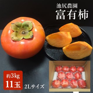 福岡県産 富有柿（11玉） ご贈答 贈り物 ご家庭用 冬ギフト 柿