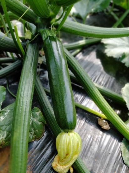 ズッキーニさまご確認用ページ ズッキーニさまご確認用ページ ズッキーニ様 - メルカリ