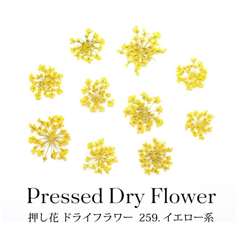 押し花 ドライフラワー 259 イエロー系 10枚入り ケース入り プチココ 押し花 ドライフラワー 259 イエロー系 10枚入り ケース入り プチココ