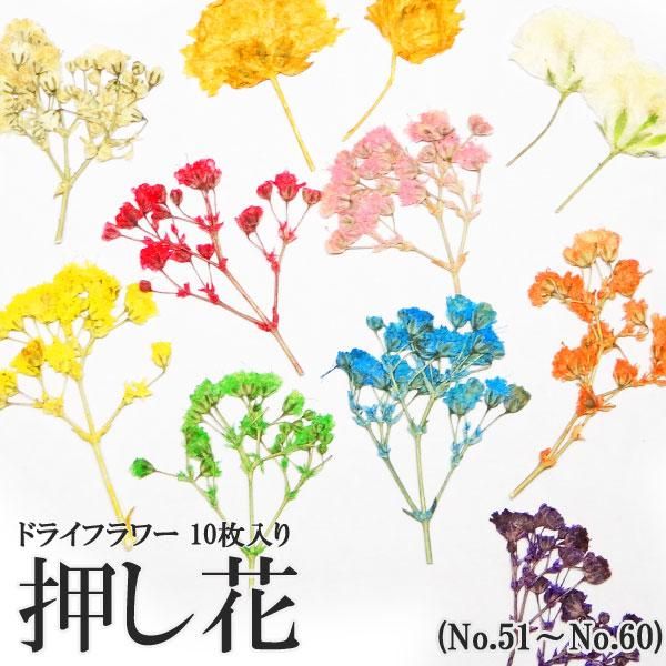 押し花 ドライフラワー 51 60 147 10枚入り プチココ 押し花 ドライフラワー 51 60 147 10枚入り プチココ