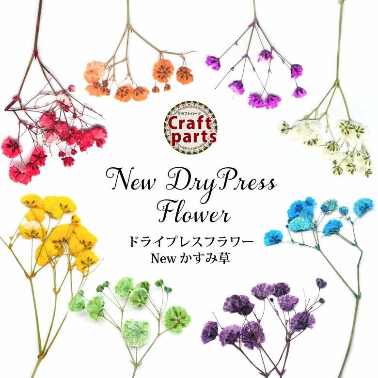 押し花 ドライ プレス フラワー New かすみ草 5本入り プチココ