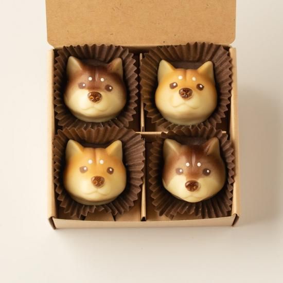 柴犬(ミックス) - ＆chocolate