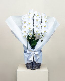 Phalaenopsis orchid򵷡߲֤θĳ Ceremony flower