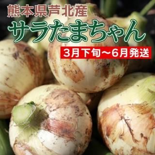 6ȯͽʬۥ餿ޤ10<img class='new_mark_img2' src='https://img.shop-pro.jp/img/new/icons29.gif' style='border:none;display:inline;margin:0px;padding:0px;width:auto;' />