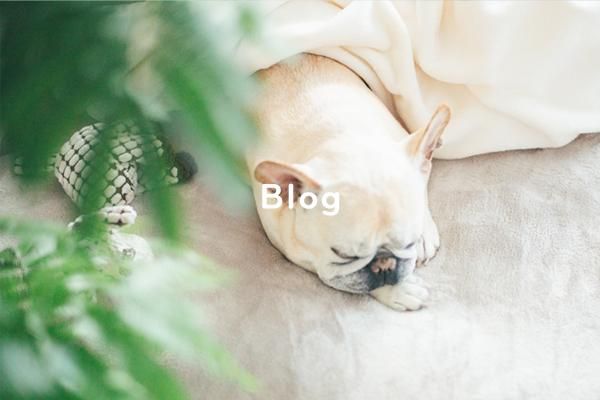 GRACIA DOGGO blog