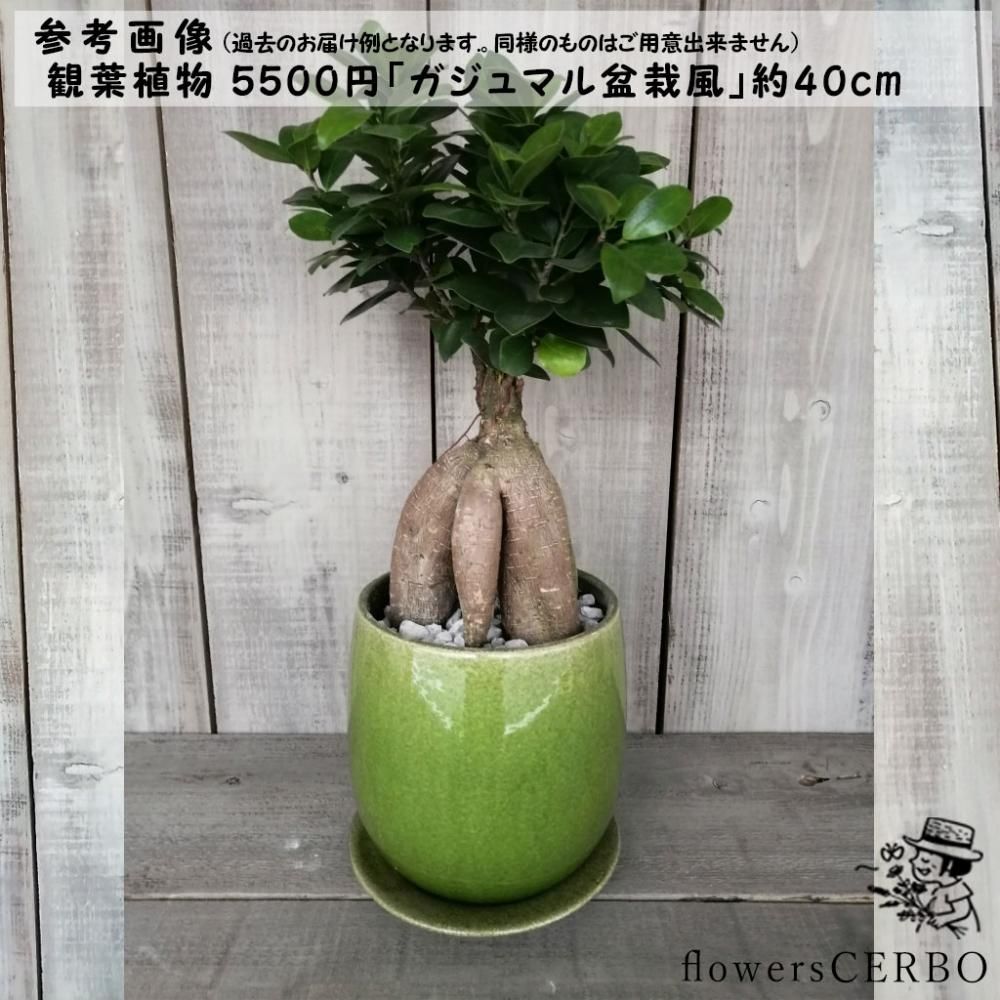 その他観葉植物 honokoo 観葉植物 パキラ 3号 朴 オーセ 11 P ピンク 付き | 観葉植物