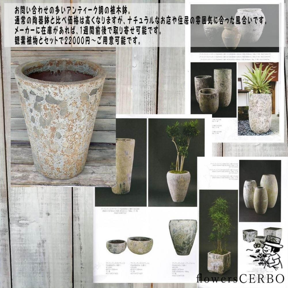 観葉植物【5000円・おまかせ】 - Luonka（旧CERBO）