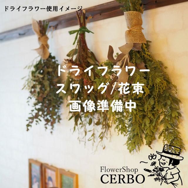 フォルモーサのおおきめブラウンスワッグ