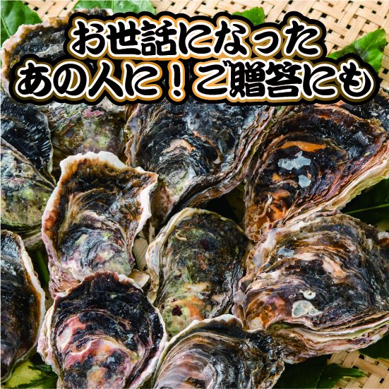 絶品！鳥取県産岩牡蠣サイズ大5個