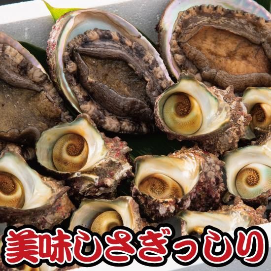 山陰沖産天然あわびさざえセット 貴重な黒アワビ揃えました 送料無料 伊勢宮魚清 山陰沖産天然あわびさざえセット 貴重な黒アワビ揃えました 送料無料 伊勢宮魚清