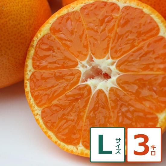 じょうまろ 3kg Lサイズ 果実個数 約26個(12/18以降順次出荷予定)