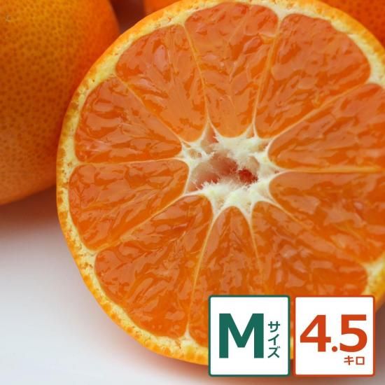 じょうまろ 4.5kg Mサイズ 果実個数 約42個(12/18以降順次出荷予定)