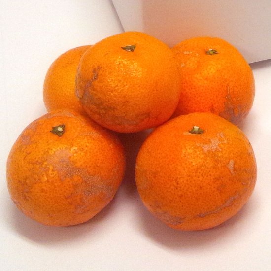 じょうまろワケアリ - 有田みかん・柑橘類専門のフルーツ農園 | 高石垣 