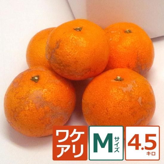 礦ޤ辰ߤ 4.5kg M12/18ʹ߽缡вͽ