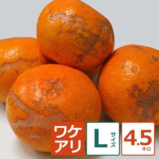 礤ߤ 4.5kg L12/1ʹ߽缡вͽ
