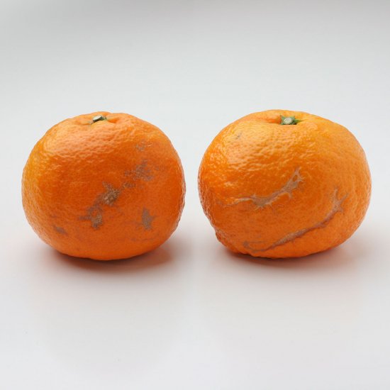 カラオレンジ ワケアリ S〜3Lサイズ 9kg（4/24以降出荷予定）