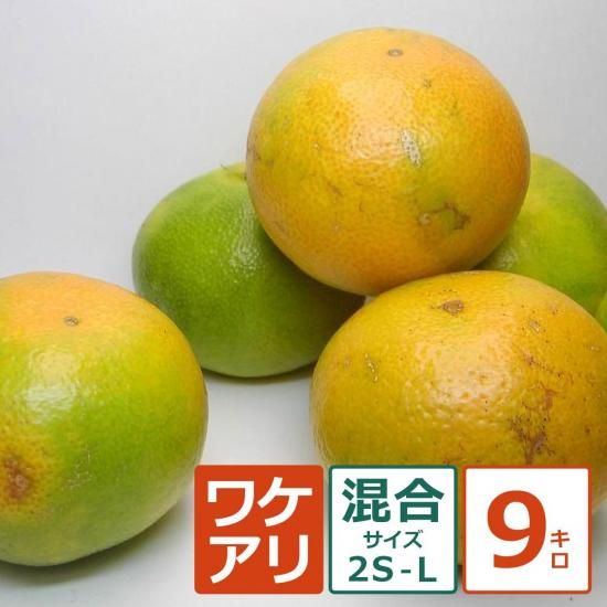  辰 2SL 9kg ̼¸Ŀޤ10/25ʹ߽缡вͽ