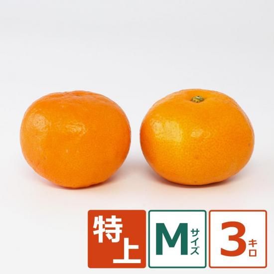 ʶˤߡ þ M 3kg ̼¸Ŀ 24ġ11/5ʹ߽缡вͽ