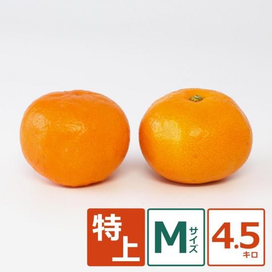 ʶˤߡ þ M 4.5kg ̼¸Ŀ 42ġ11/5ʹ߽缡вͽ