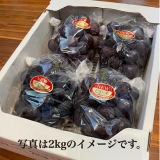 【8月5日～順次発送】小坂ぶどう農園の種なしピオーネ1Kg(2房）