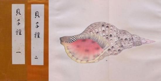 貝千種 Kai Sensyu (1000 kinds of shellfish) - 赤尾照文堂は 貝千種 Kai Sensyu (1000 kinds of shellfish) - 赤尾照文堂は