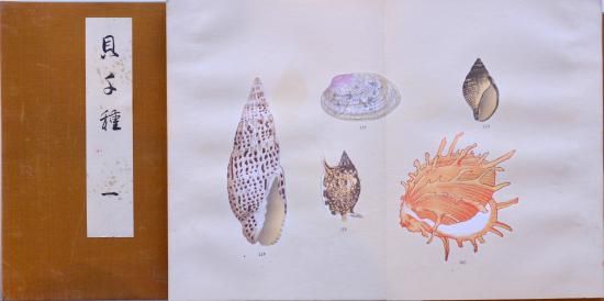 貝千種 Kai Sensyu (1000 kinds of shellfish) - 赤尾照文堂は