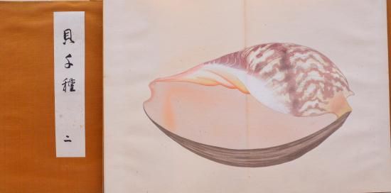 貝千種 Kai Sensyu (1000 kinds of shellfish) - 赤尾照文堂は 貝千種 Kai Sensyu (1000 kinds of shellfish) - 赤尾照文堂は