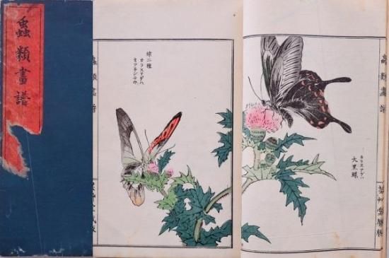 虫類画譜 - 赤尾照文堂は、京都の寺町二条に店舗を構える古書店 虫類画譜 - 赤尾照文堂は、京都の寺町二条に店舗を構える古書店