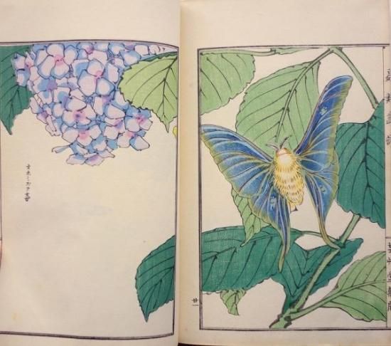 虫類画譜 - 赤尾照文堂は、京都の寺町二条に店舗を構える古書店 虫類画譜 - 赤尾照文堂は、京都の寺町二条に店舗を構える古書店