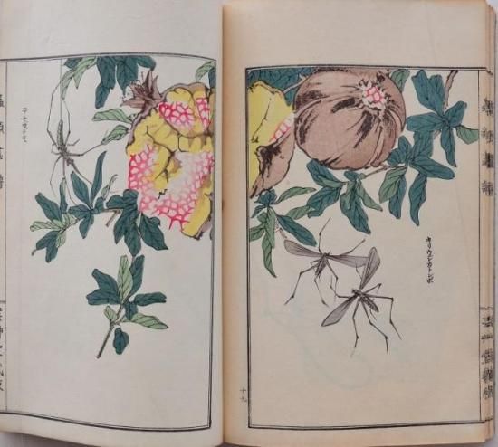 虫類画譜 - 赤尾照文堂は、京都の寺町二条に店舗を構える古書店 虫類画譜 - 赤尾照文堂は、京都の寺町二条に店舗を構える古書店