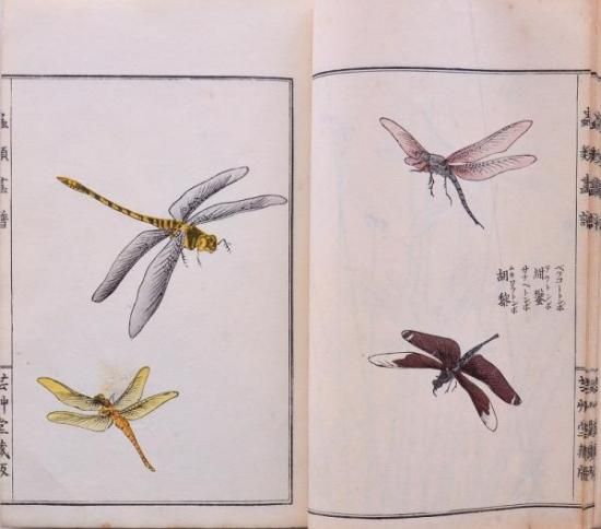 Amazon.co.jp: 真作保証蟲類画譜 森本東閣 明治43年発行 芸艸堂