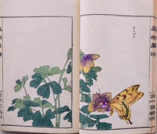Amazon.co.jp: 真作保証蟲類画譜 森本東閣 明治43年発行 芸艸堂