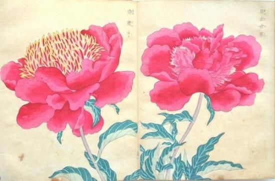 芍薬花譜 - 赤尾照文堂は、京都の寺町二条に店舗を構える古書店