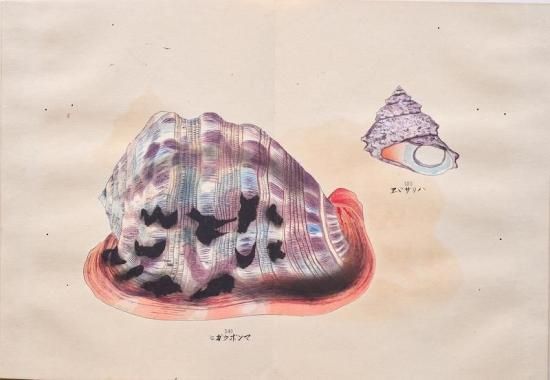 貝千種 全4冊揃い Kai Sensyu vol.1～4 Various shellfish