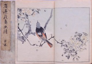 Ļ        Seitei Kacyo GafuSeitei  Birds and Flowers  Vol.13