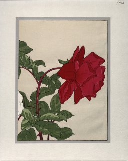 西洋草花図譜 薔薇 ROSE （部分）一枚物  谷上広南. KOUNAN TANIGAMI( one piece)
