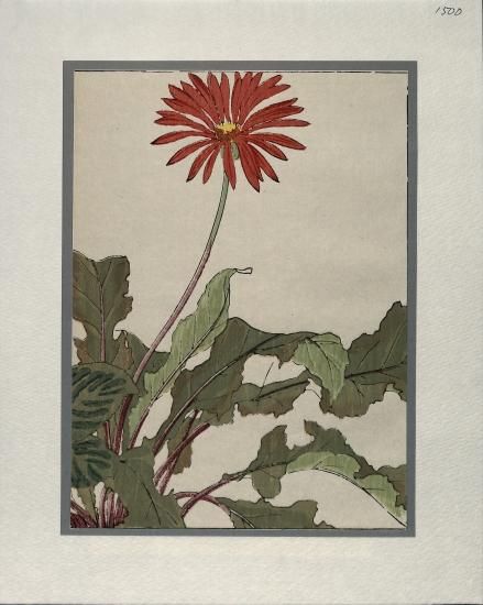 西洋草花図譜 阿弗利加雛菊 ガーベラ（部分）一枚物 谷上広南